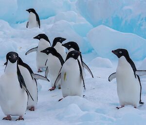 A group of Adélie penguins standing together near some boulder-like chunks of blue ice
