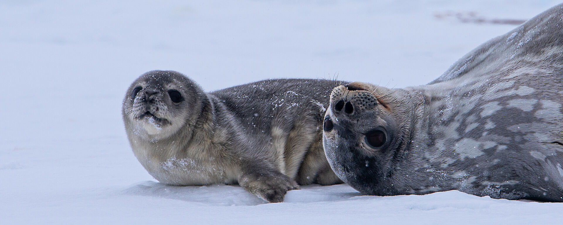 A zoomed in photo of the face of a Weddell seal lying upside down on the sea ice. Close by her head is a furry seal pup