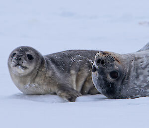 A zoomed in photo of the face of a Weddell seal lying upside down on the sea ice. Close by her head is a furry seal pup