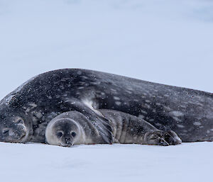 A Weddell seal lying on the sea ice with her eyes closed. Her flipper is placed protectively around her pup, who lies close against her with its eyes wide open