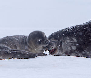A close up of a Weddell seal pup lying on the sea ice with its mother, playfully nipping at her snout