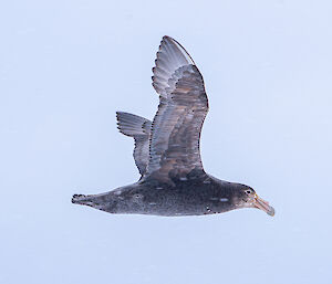 A giant petrel in flight in a pale blue sky