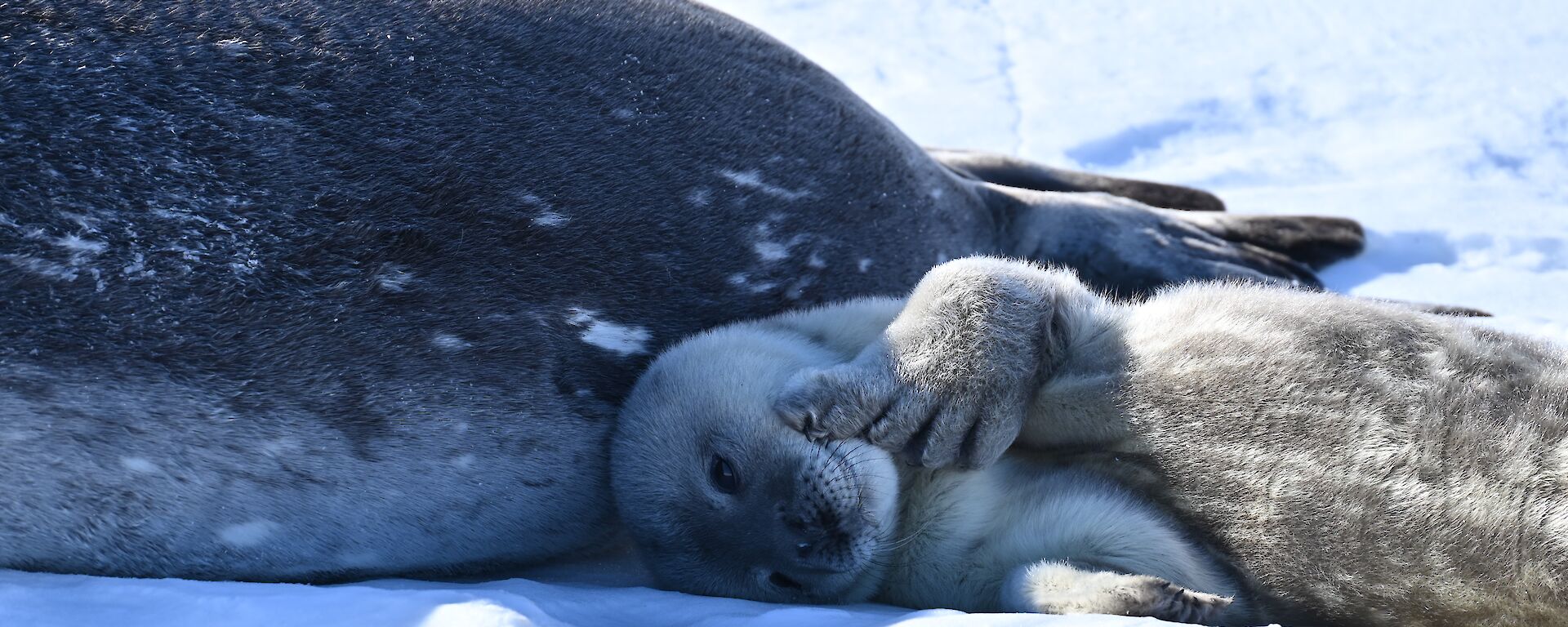 A close up of a baby seal lying next to the mother pup on the snow
