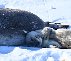 A close up of a baby seal lying next to the mother pup on the snow