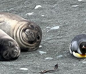 Two elephant seals lying on the beach next to a king penguin also lying on its belly