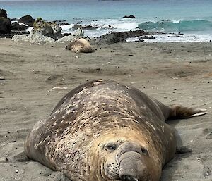An elephant seal facing the camera with the ocean and a blue icebreaker in the distance