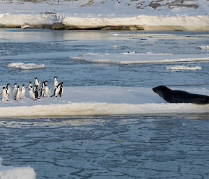 A Leopard seal resting on the edge of an ice floe, intent on a group of Adélie penguins a few metres away. The penguins are retreating in fright