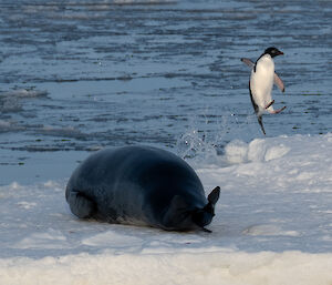 An Adélie penguin jumping out of the water onto an ice floe is terrified at the sight of a Leopard seal close by on the ice