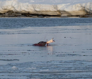 A Leopard seal hunting in the water has successfully caught an Adélie penguin, clasping the penguin's head in its jaws