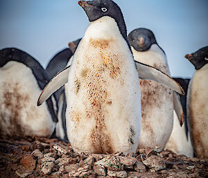 An Adélie penguin streaked with dirt, standing upright with flippers held out, as if on guard. A small pile of stones, the beginning of a nest, lies at its feet