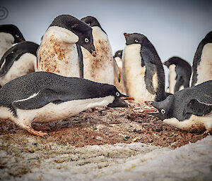 Two Adélie penguins having a fierce argument. They are stretching towards one another, with eyes wide and beaks open. Several penguins stand in the background behind them, mostly looking disinterested in the scene