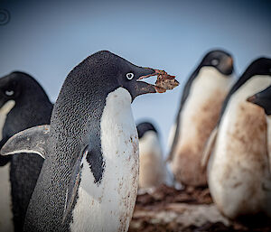An Adélie penguin streaked with dirt, carrying a small stone in its beak. Numerous other penguins stand nearby