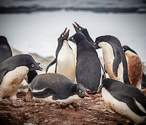 Groups of Adélie penguins arguing with each other. Their eyes are wide, their beaks are open and their crests are raised. Some stand  craning up to the sky, others elongate themselves horizontally to screech at one another