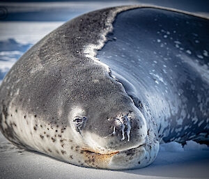 A close-up of a Leopard seal lying on the ice. Streams of mucus from its nostrils have frozen solid