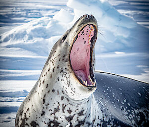 A Leopard seal sprawled on the ice raising its head for a wide yawn, showing rows of yellow fangs. An Adélie penguin stands a good distance behind it, watching it cautiously