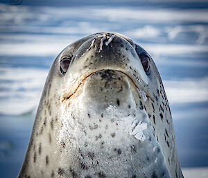 A close-up of a Leopard seal, upright and staring defiantly at the camera
