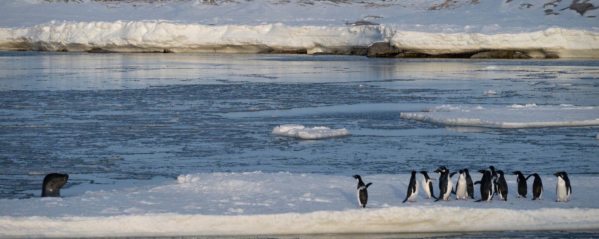 A group of penguins standing together on an ice floe. They appear alarmed, as a Leopard seal has lifted its head out of the water at the edge of the floe and is eyeing them hungrily