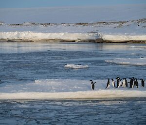 A group of penguins standing together on an ice floe. They appear alarmed, as a Leopard seal has lifted its head out of the water at the edge of the floe and is eyeing them hungrily