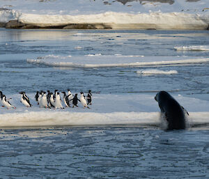 A Leopard seal lifts itself out of the water onto the edge of an ice floe where a group of Adélie penguins has gathered. The penguins, frightened, are hastening away from the seal