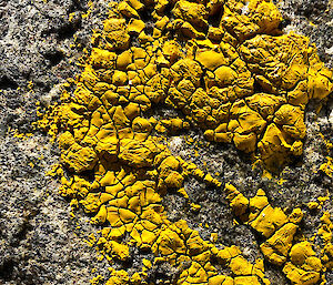Bright yellow lichen growing on a rock