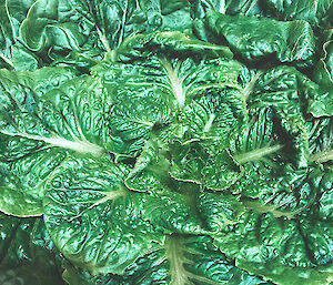 A close up of a head of lettuce leaves