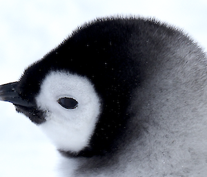 Close up zoomed in photo of a fluffy emperor penguin chick face