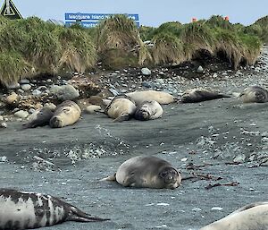 A group of seals lie on a grey sandy beach