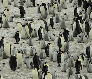 A view of a penguin colony with adults and chicks