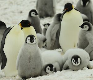 Lots of penguin chicks are grouped in a huddle