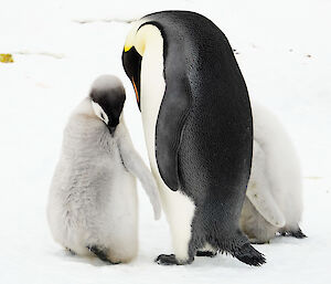 An elegant adult penguin stands close by two chicks