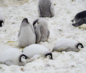 Young penguin chicks rest in a huddle