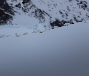 A large group of white birds rest on a snowy slope