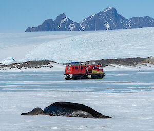 A seal lies in front of a red vehicle with a mountainous backdrop