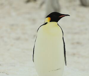 A single penguin stands out from the crowd of the colony