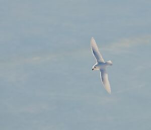 A white bird flies in front of a white background of snow