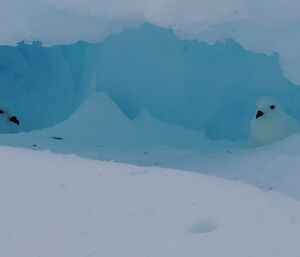 Two white birds are spotted inside a crevasse in an iceberg