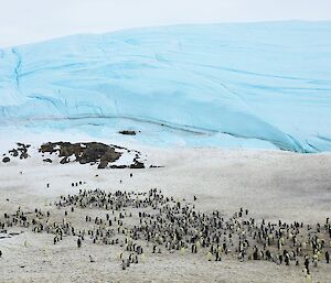 A large colony of penguins sits on poo stained snow