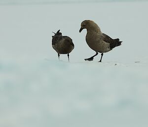 Two brownish birds stand together on the snow