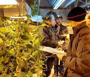 A narrow view of an indoor hydroponic garden. Cucumber vines are growing vigorously from one bed, lit by yellowish light from heat lamps set above. A man standing nearby is explaining hydroponic gardening to a small group of people