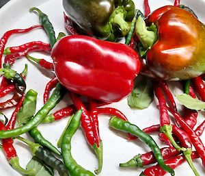 A white plate laden with freshly picked garden vegetables, including several red and green chilis, basil leaves, and three capsicums - one green, one red, and one green turning red