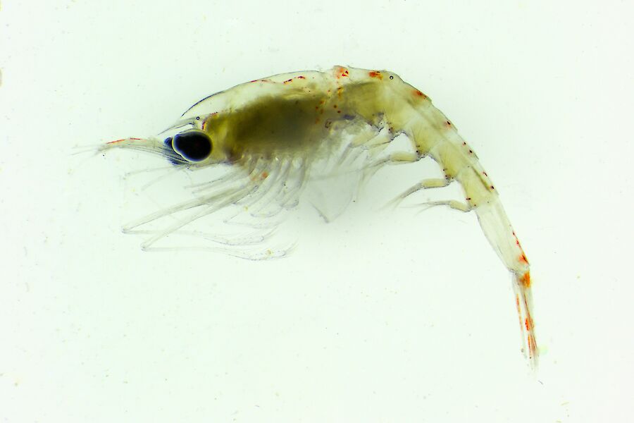 A close up of a krill