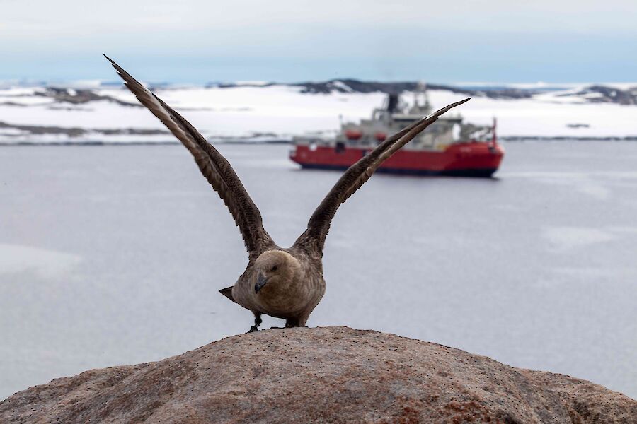 A close up of a bird on a rock with its wings spread.  A ship can be seen in the water behind.