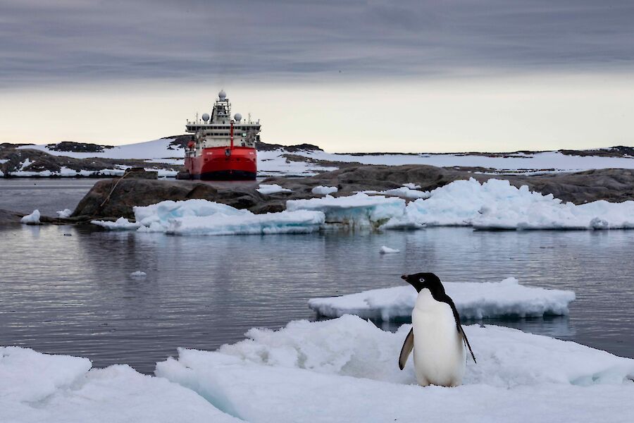 A penguin sitting on an icy shore with a ship in the background