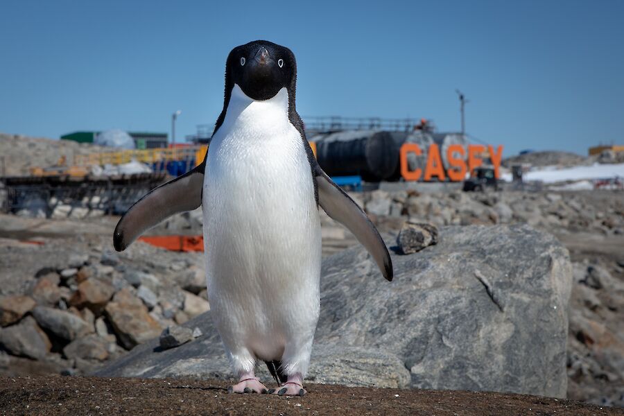 A penguin stands on some rocks with the Casey station sign in the background