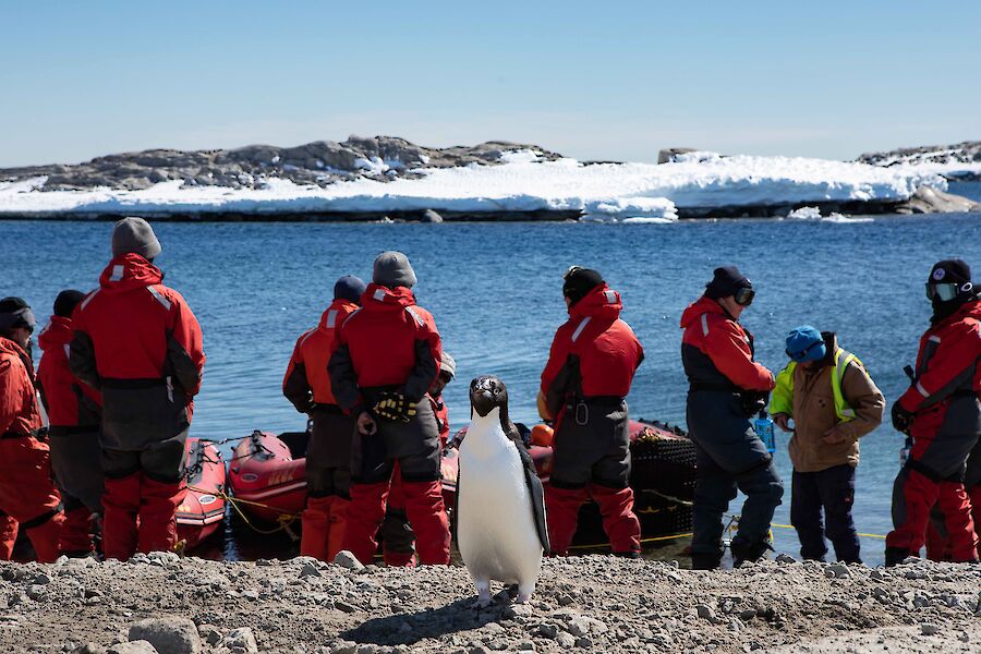 A group of expeditioners on shore all facing away from camera with a penguin in front facing towards camera
