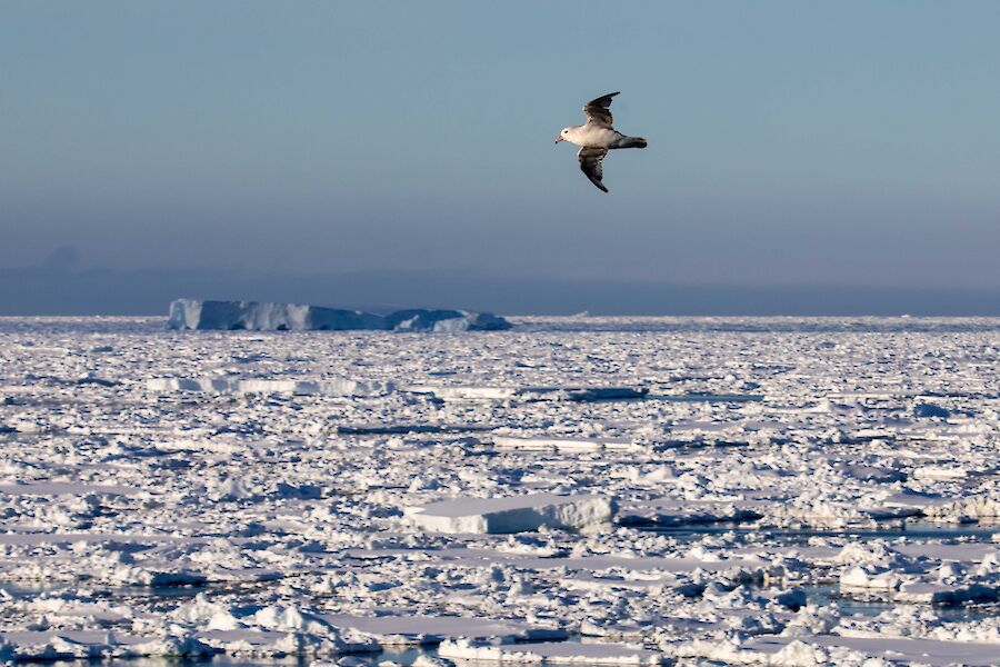 A spectacular image of the sea covered in ice pancakes with a small berg in the background.  A single white bird flies above.