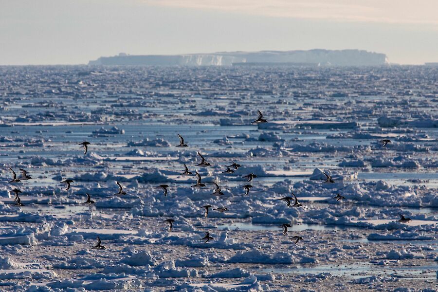 A sea covered in ice pancakes with an iceberg on the horizon.  A large number of black and white birds fly above.