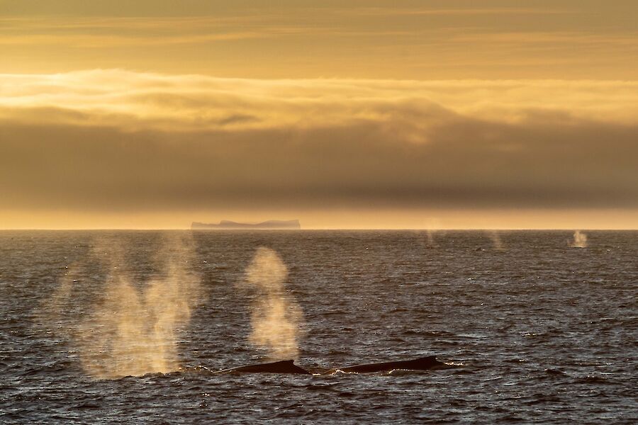 Two whales breach near camera with plumes of mist visible above the water.  Three more plumes are visible in the distance and an iceberg sits on the horizon against a golden sky.