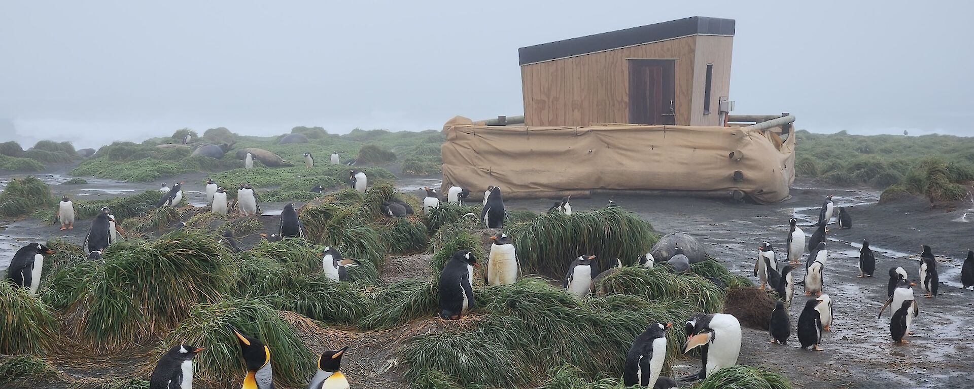 Penguins huddle amongst green tussocks of grass with a wooden hut in the background on a grey, wet day