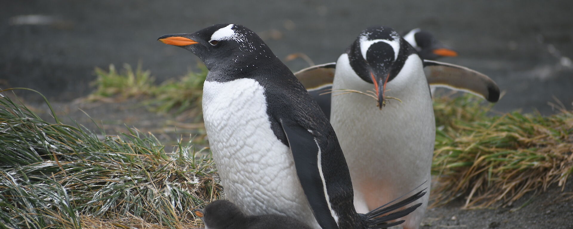 Two adult penguins are close to a grassy nest occupied by two chicks